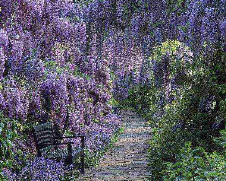 is it possible to grow wisteria at home