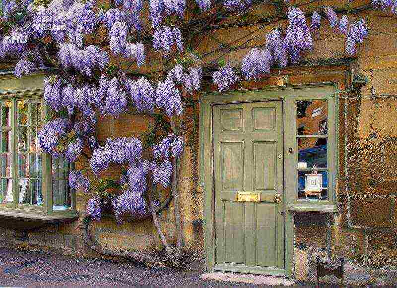 posible bang palaguin ang wisteria sa bahay