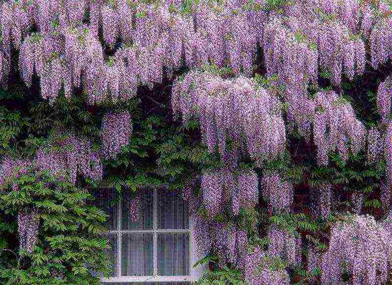 posible bang palaguin ang wisteria sa bahay