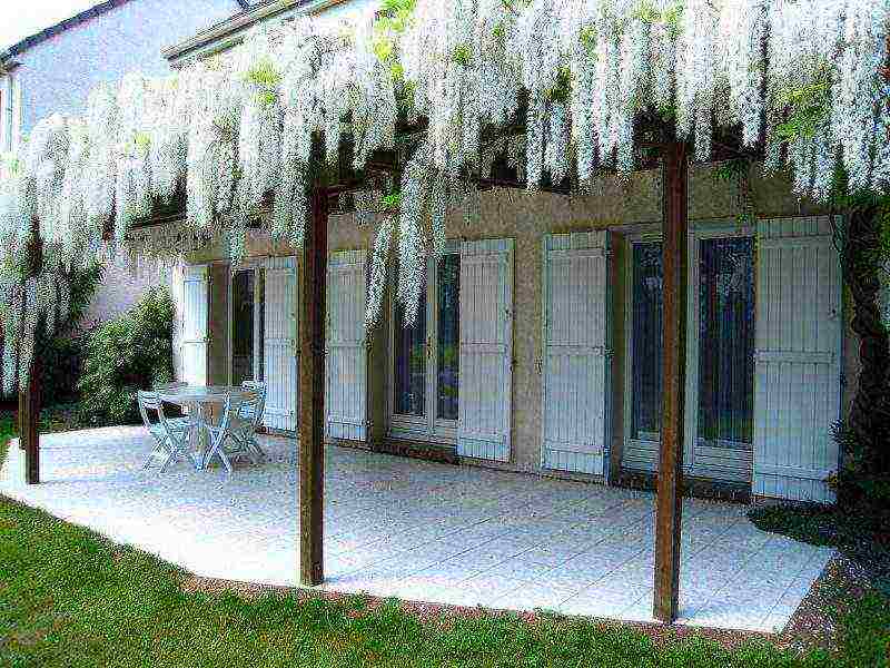 is it possible to grow wisteria at home