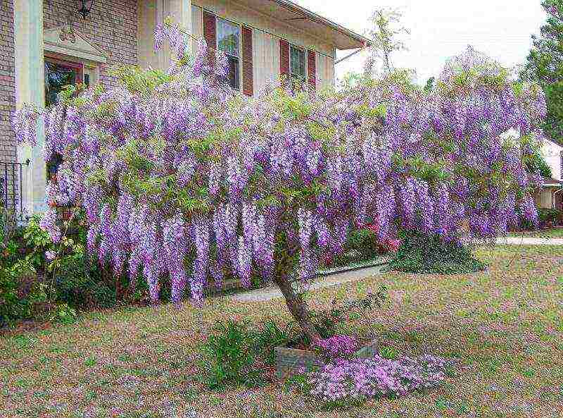 posible bang palaguin ang wisteria sa bahay