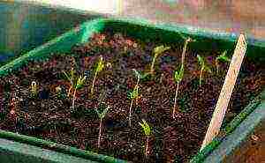 is it possible to grow hot peppers on a windowsill