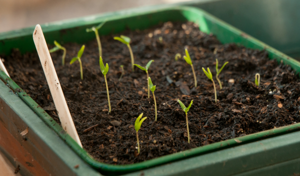 is it possible to grow hot peppers on a windowsill