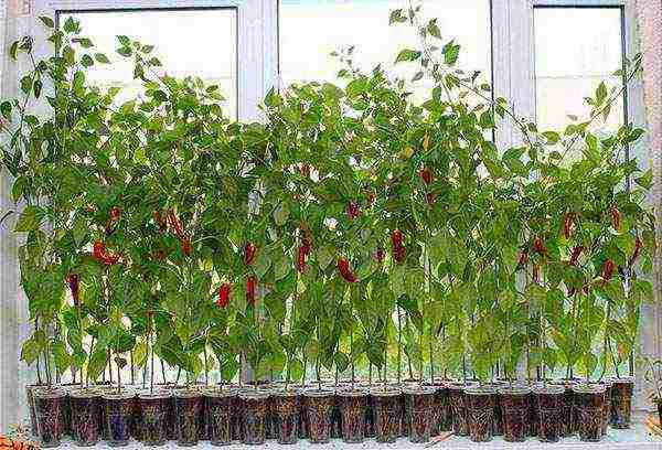 is it possible to grow hot peppers on a windowsill