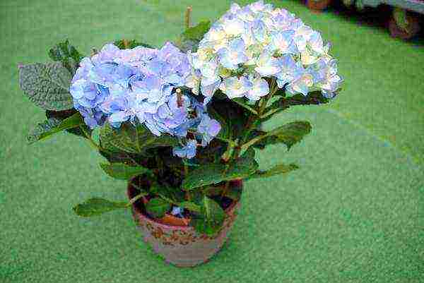 is it possible to grow large-leaved hydrangea at home