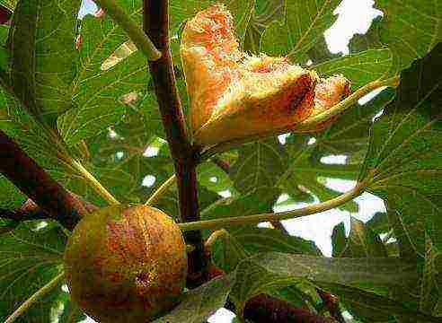 is it possible to grow figs in central Russia