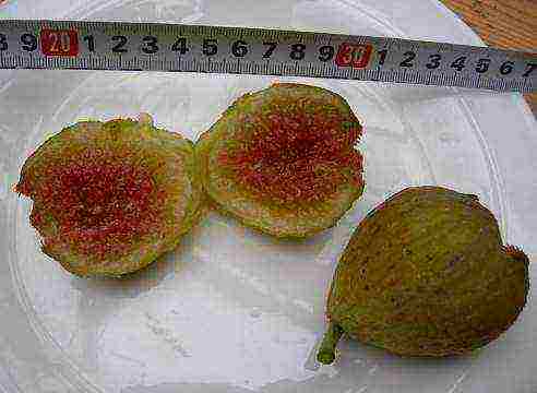 is it possible to grow figs in central Russia