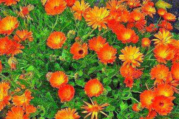 is it possible to grow calendula at home