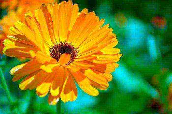 is it possible to grow calendula at home