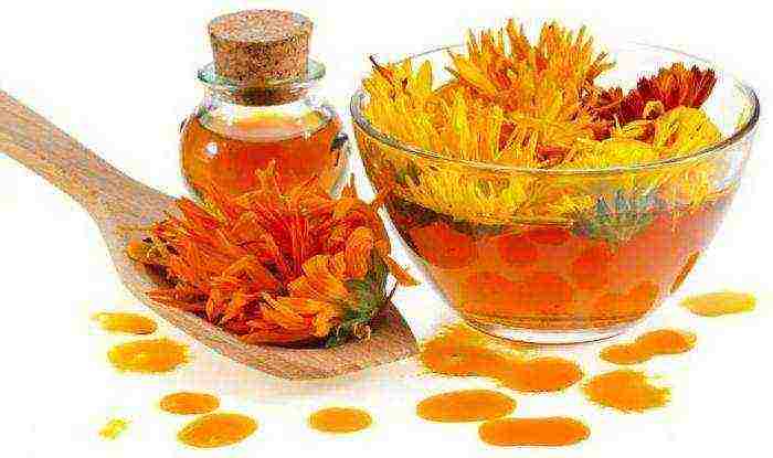 is it possible to grow calendula at home