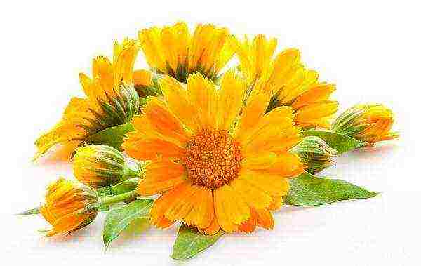 is it possible to grow calendula at home