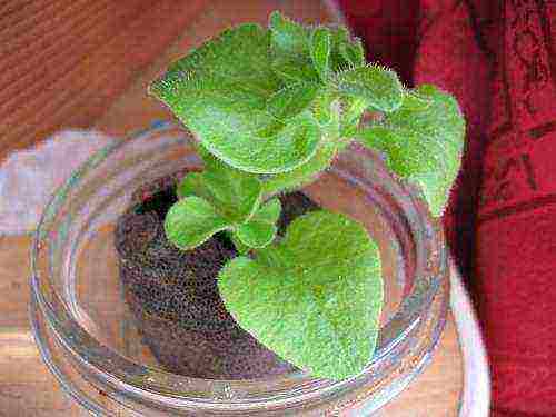 is it possible to grow cabbage in peat tablets
