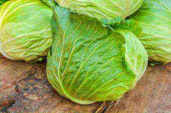 is it possible to grow cabbage in peat tablets