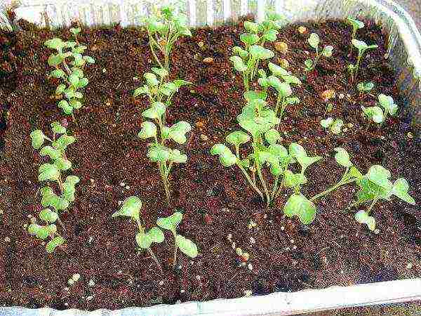 is it possible to grow cabbage in peat tablets