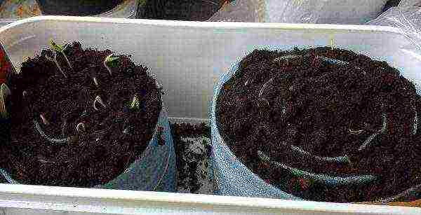 is it possible to grow cabbage in peat tablets