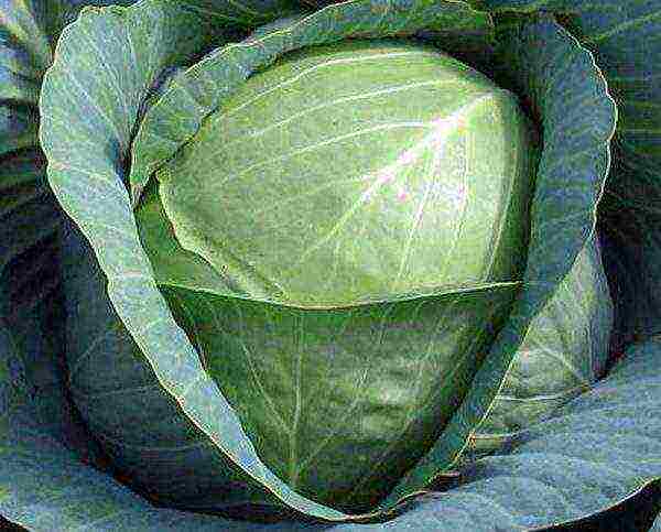 is it possible to grow cabbage in peat tablets