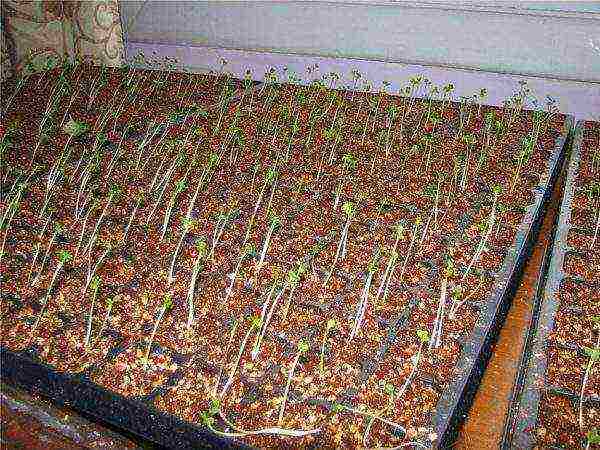 is it possible to grow cabbage in peat tablets