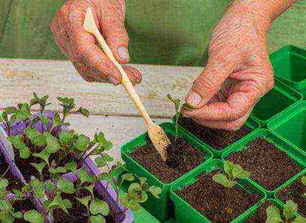 is it possible to grow cabbage in peat tablets