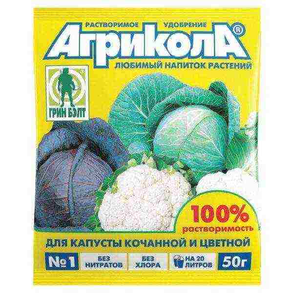 is it possible to grow cabbage in peat tablets