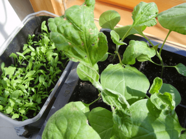 is it possible to grow cabbage in peat tablets