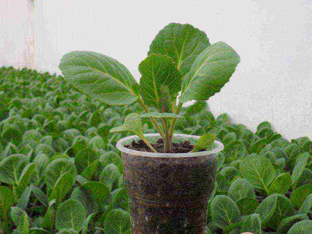 is it possible to grow cabbage in peat tablets