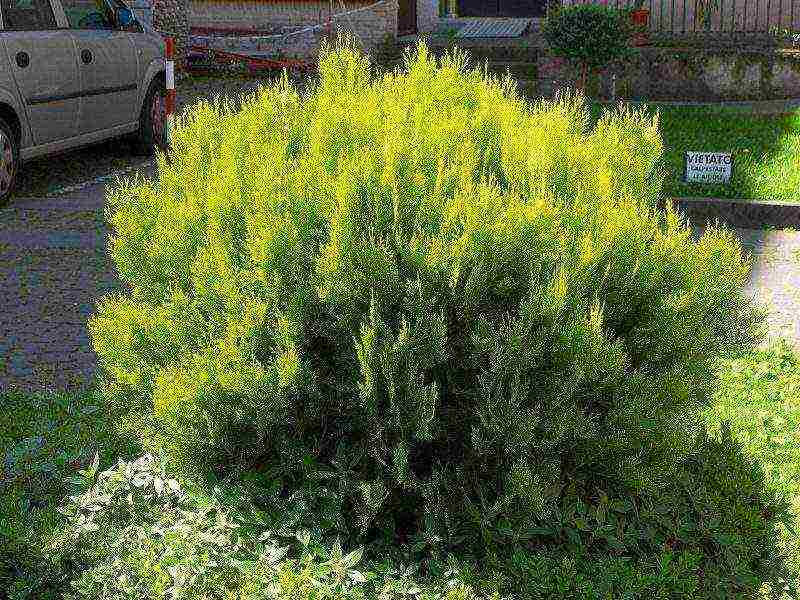 is it possible to grow cypress in the open field