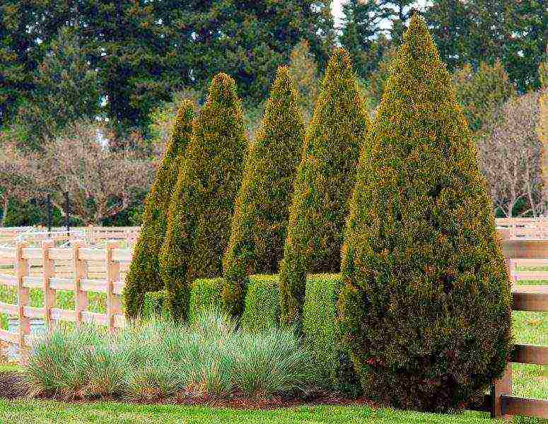 is it possible to grow cypress in the open field