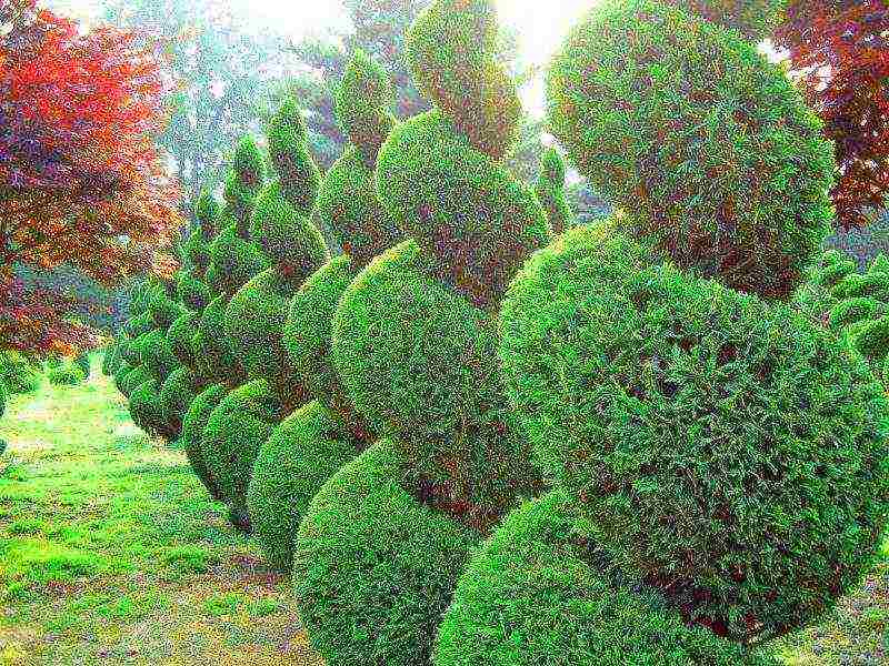 is it possible to grow cypress in the open field
