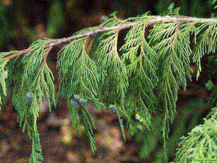 is it possible to grow cypress in the open field