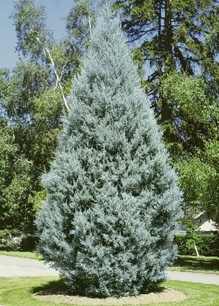 posible bang palaguin ang cypress sa bukas na bukid?