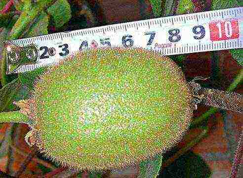is it possible to grow kiwi in central Russia