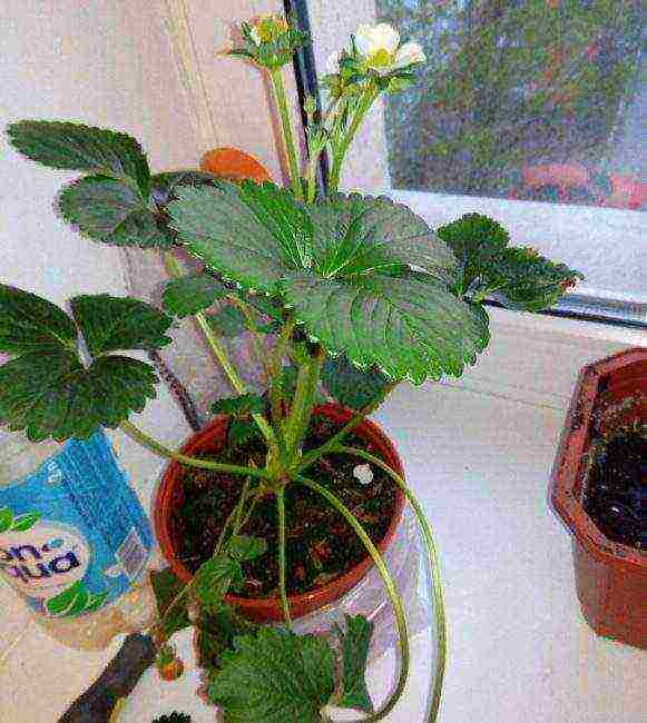 is it possible to grow strawberries at home on a windowsill