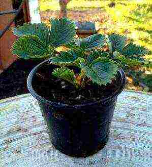 is it possible to grow strawberries at home on a windowsill