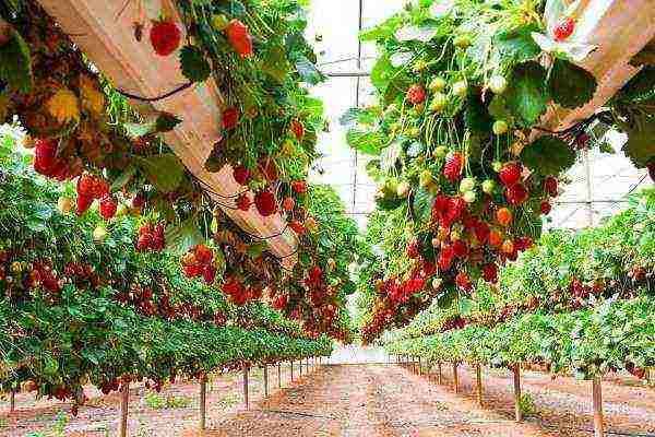 posible bang palaguin ang mga strawberry sa isang greenhouse na may mga pipino