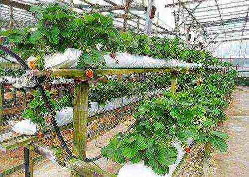 posible bang palaguin ang mga strawberry sa isang greenhouse na may mga pipino