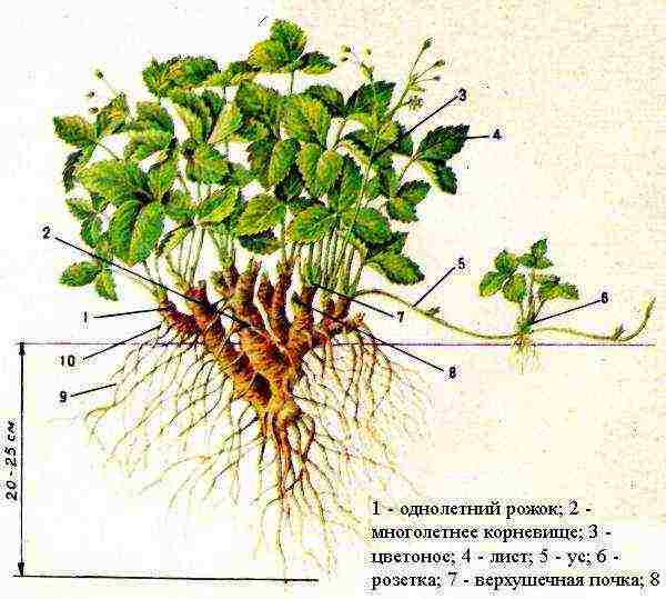 is it possible to grow strawberries in a greenhouse with cucumbers