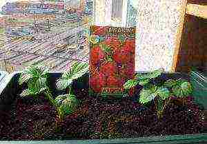 je li moguće uzgajati jagode zimi na prozorskoj dasci