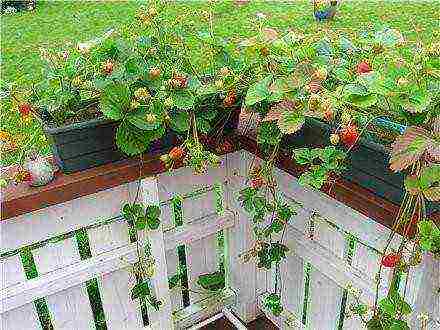 is it possible to grow strawberries in winter on a windowsill