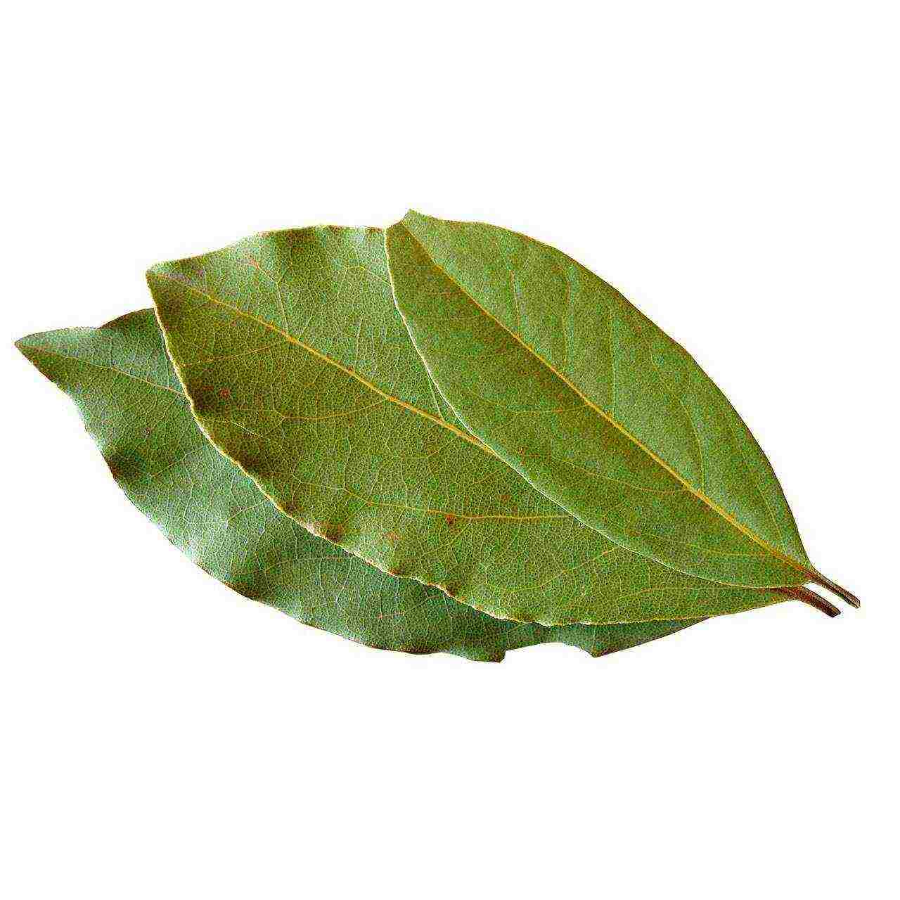 is it possible to grow bay leaves at home