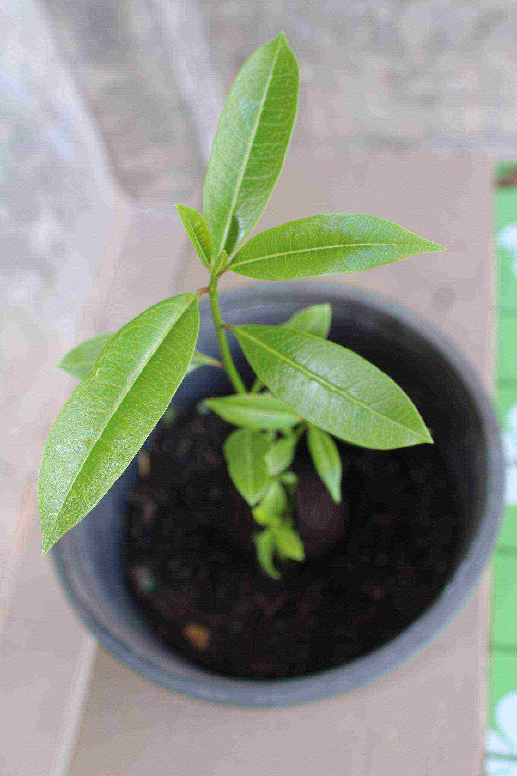 is it possible to grow bay leaves at home