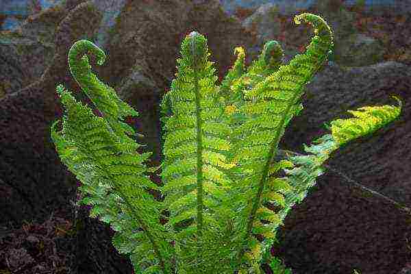 is it possible to grow a forest fern in an apartment