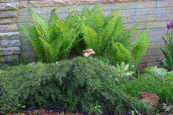 is it possible to grow forest fern in an apartment