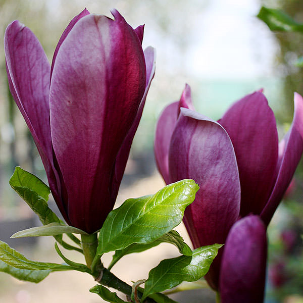 posible bang palaguin ang magnolia sa bahay