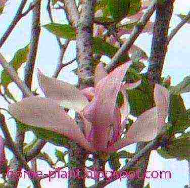 is it possible to grow magnolia at home