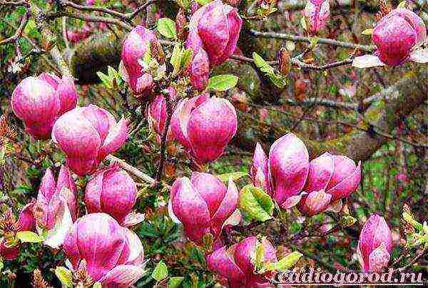 is it possible to grow magnolia at home