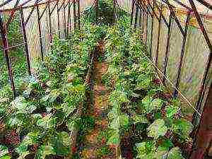 is it possible to grow cucumbers in a greenhouse all year round