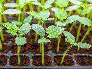 is it possible to grow cucumbers in a greenhouse all year round