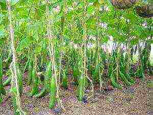 is it possible to grow cucumbers in a greenhouse all year round