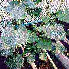 is it possible to grow cucumbers in a greenhouse all year round