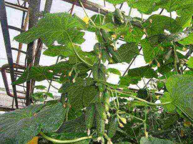 is it possible to grow cucumbers in a greenhouse all year round